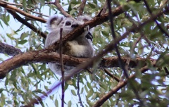 Phascolarctos cinereus