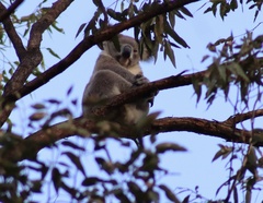 Phascolarctos cinereus