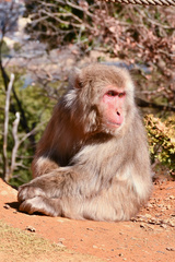 Macaca fuscata fuscata