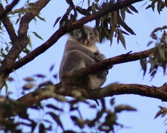 Phascolarctos cinereus