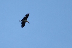 Leptoptilos crumenifer