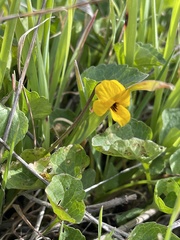 Viola pedunculata