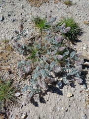 Dalea mollissima