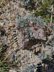 Dalea mollissima
