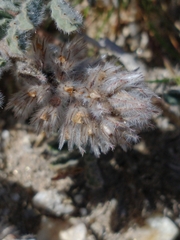 Dalea mollissima