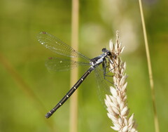 Austroargiolestes calcaris