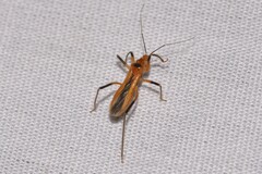 Micropolytoxus hackeri