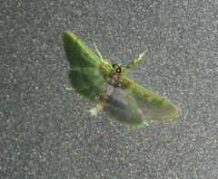 Apilocrocis brumalis