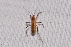 Micropolytoxus hackeri