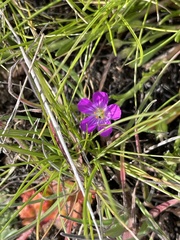 Calandrinia menziesii