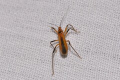 Micropolytoxus hackeri