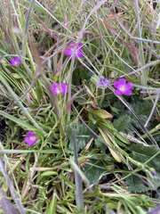 Calandrinia menziesii