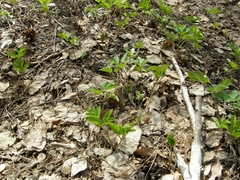 Aegopodium