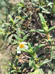 Cistus monspeliensis