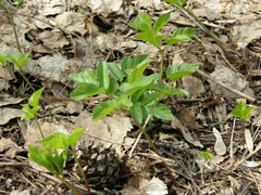 Aegopodium