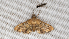 Nacoleia rhoeoalis