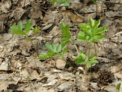 Aegopodium