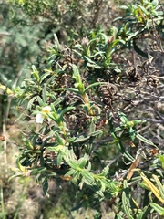 Cistus monspeliensis