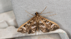 Ischnurges illustralis