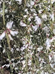 Retama monosperma