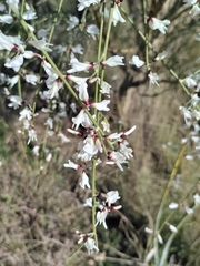 Retama monosperma
