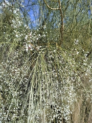 Retama monosperma