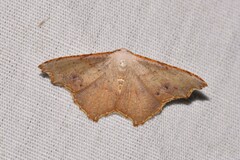 Epicompsa xanthocrossa