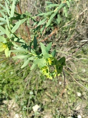 Euphorbia serrata