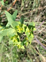 Euphorbia serrata
