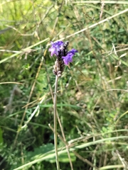 Lavandula multifida
