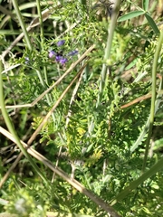 Lavandula multifida
