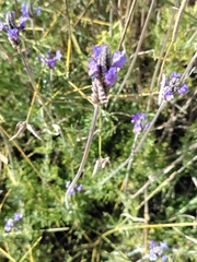 Lavandula multifida