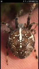 Araneus diadematus