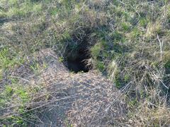 Marmota bobak