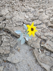 Helianthus niveus