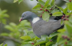Columba palumbus
