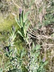 Lavandula stoechas