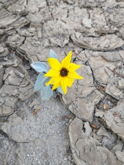 Helianthus niveus