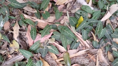 Reynoutria multiflora