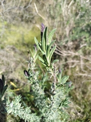 Lavandula stoechas