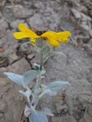 Helianthus niveus
