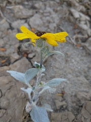 Helianthus niveus