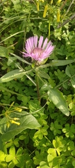 Centaurea pullata