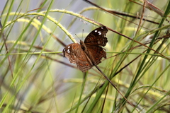 Junonia natalica