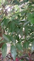 Cinnamomum osmophloeum