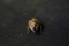 Supputius cincticeps