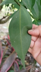 Cinnamomum osmophloeum