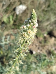 Reseda alba