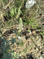 Reseda alba