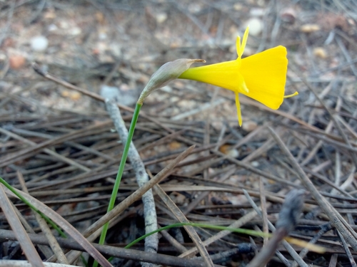 Image of Narcissus obesus by (c) Duarte Frade, some rights reserved (CC BY)